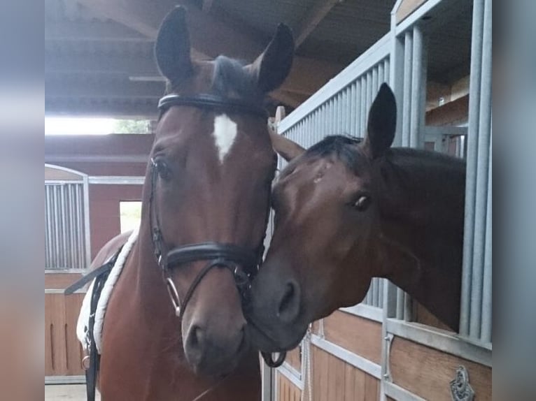 Oldenburger Stute 13 Jahre 170 cm Brauner in Mücke/Höckersdorf