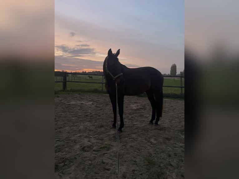 Oldenburger Stute 13 Jahre 170 cm Dunkelbrauner in Vlamertinge