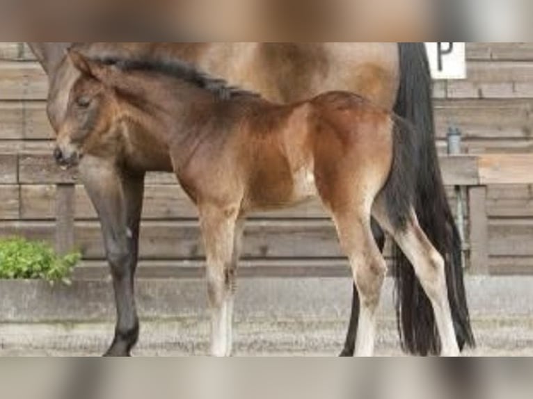 Oldenburger Stute 13 Jahre 170 cm Dunkelbrauner in Vlamertinge
