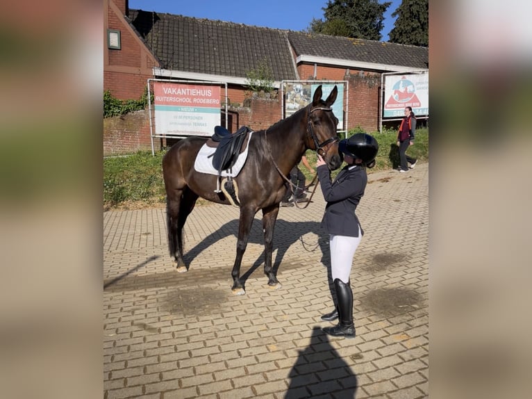 Oldenburger Stute 13 Jahre 170 cm Dunkelbrauner in Vlamertinge