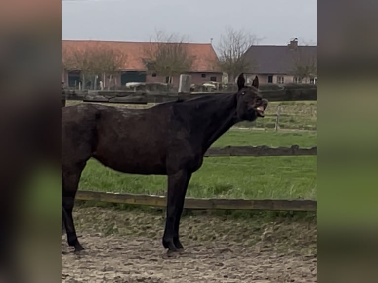 Oldenburger Stute 13 Jahre 170 cm Dunkelbrauner in Vlamertinge