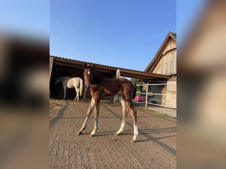 Oldenburger Stute 13 Jahre 170 cm Schimmel in Wildon