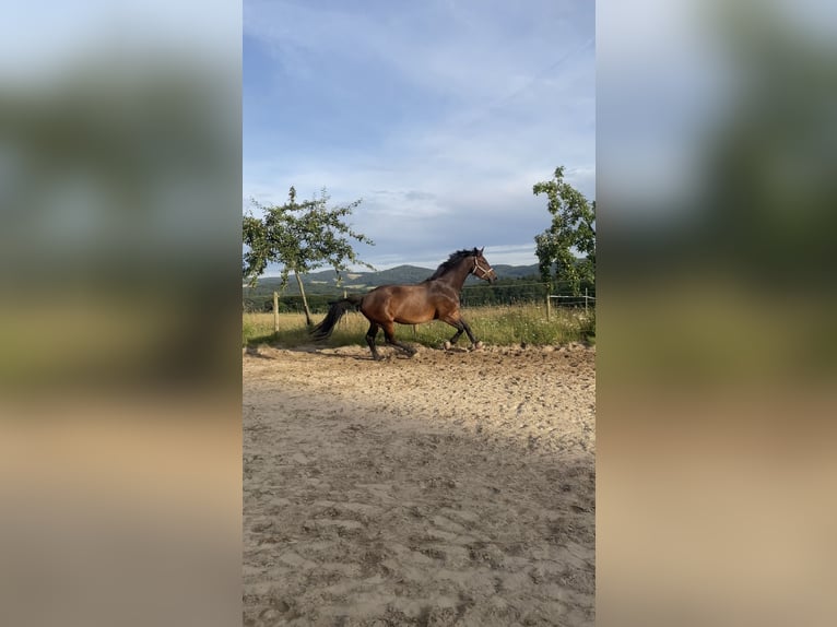 Oldenburger Stute 13 Jahre 170 cm Schwarzbrauner in Mörlenbach