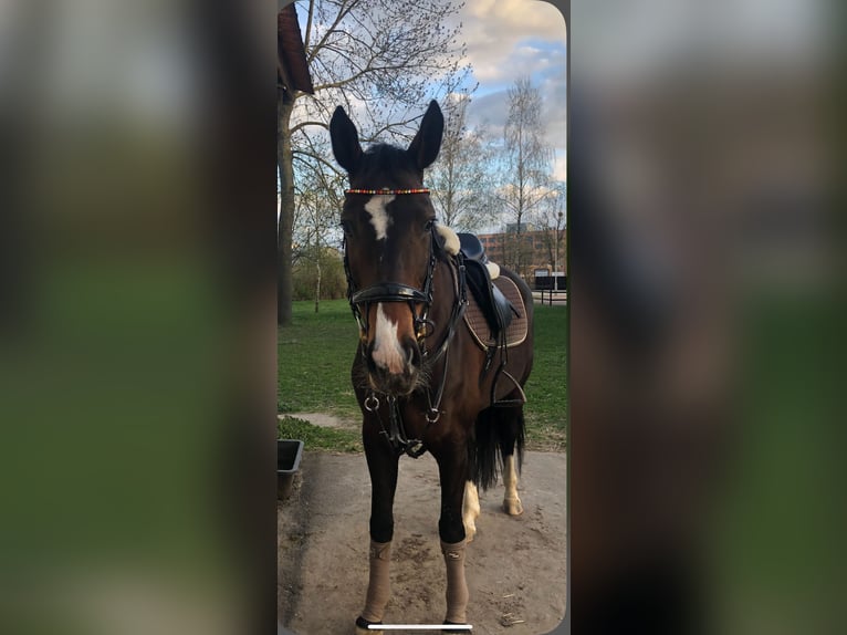 Oldenburger Stute 13 Jahre 171 cm Dunkelbrauner in Schwerin