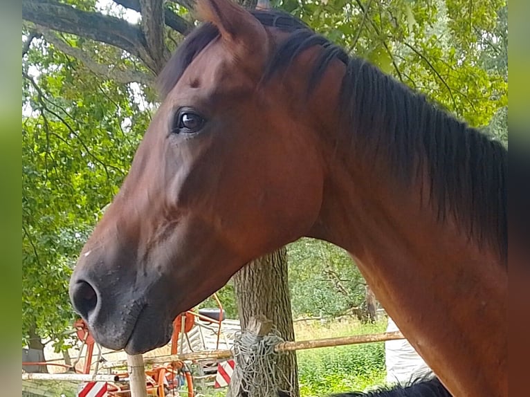 Oldenburger Stute 13 Jahre 172 cm Brauner in Minden