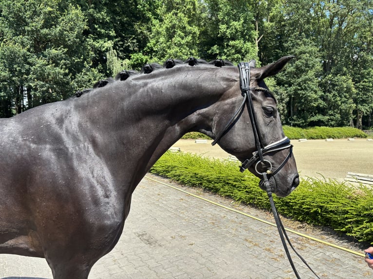 Oldenburger Stute 13 Jahre 175 cm Schwarzbrauner in Stuhr