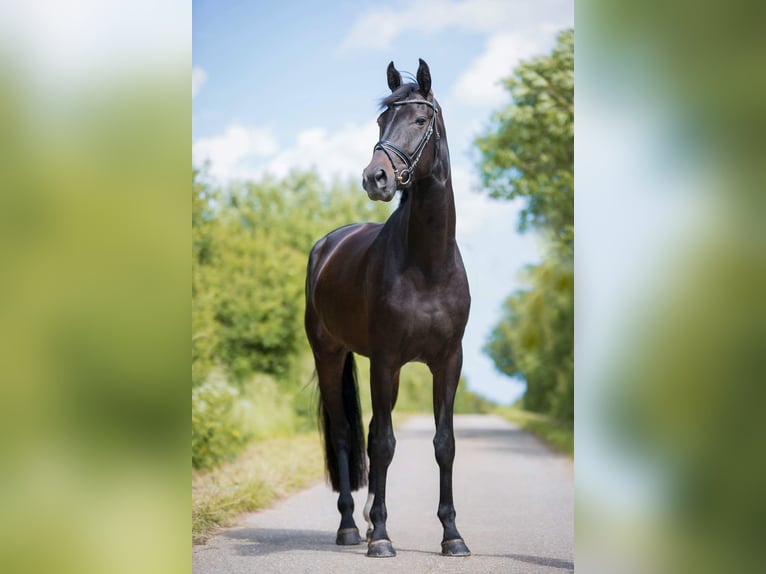 Oldenburger Stute 13 Jahre 175 cm Schwarzbrauner in Stuhr