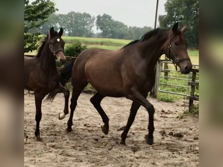 Oldenburger Stute 13 Jahre 180 cm Dunkelbrauner in Westerstede