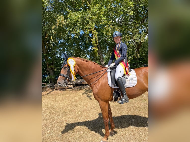 Oldenburger Stute 13 Jahre Fuchs in Eschweiler