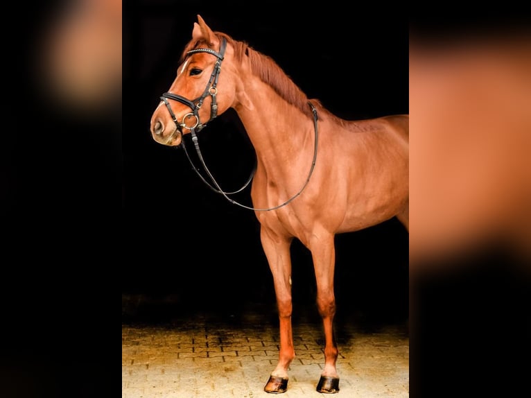 Oldenburger Stute 13 Jahre Fuchs in Eschweiler