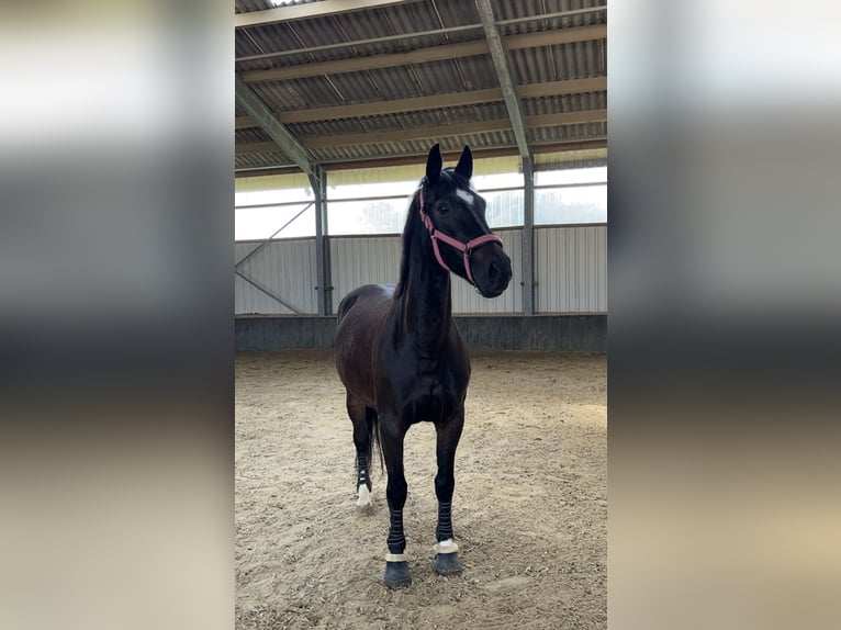 Oldenburger Stute 14 Jahre 162 cm in Dortmund