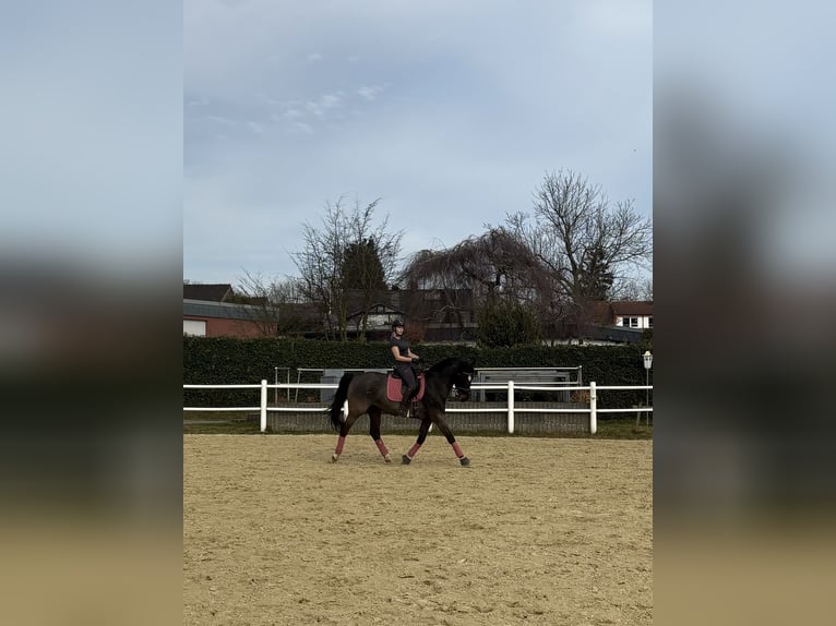 Oldenburger Stute 14 Jahre 162 cm in Dortmund