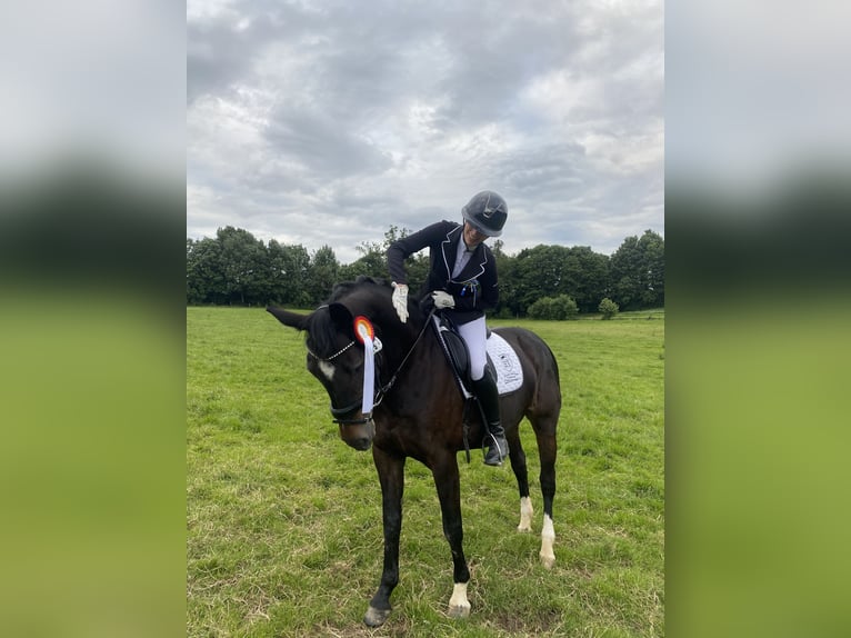 Oldenburger Stute 14 Jahre 162 cm in Dortmund