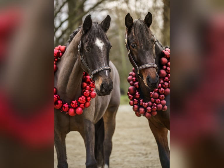 Oldenburger Stute 14 Jahre 162 cm in Dortmund