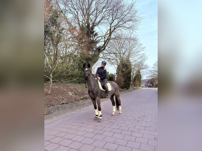 Oldenburger Stute 14 Jahre 162 cm in Dortmund