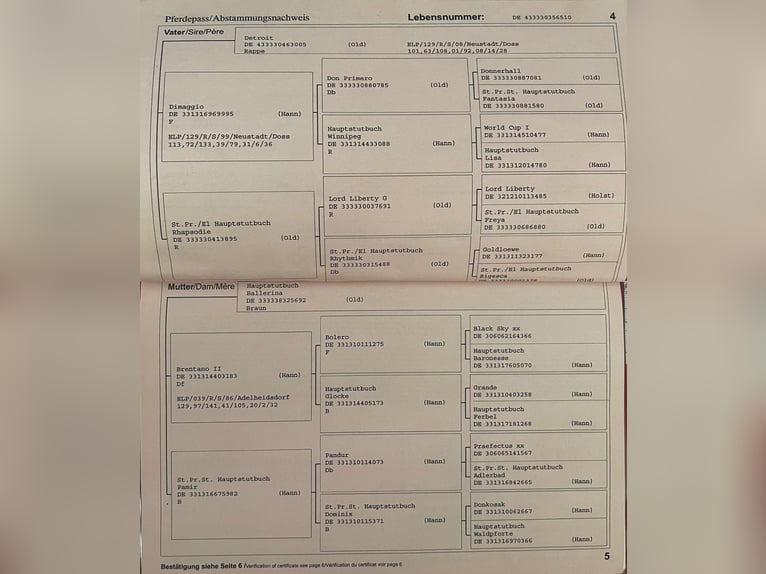 Oldenburger Stute 14 Jahre 162 cm Dunkelbrauner in Fronreute