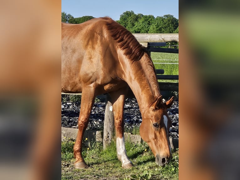 Oldenburger Stute 14 Jahre 162 cm Fuchs in Horstmar