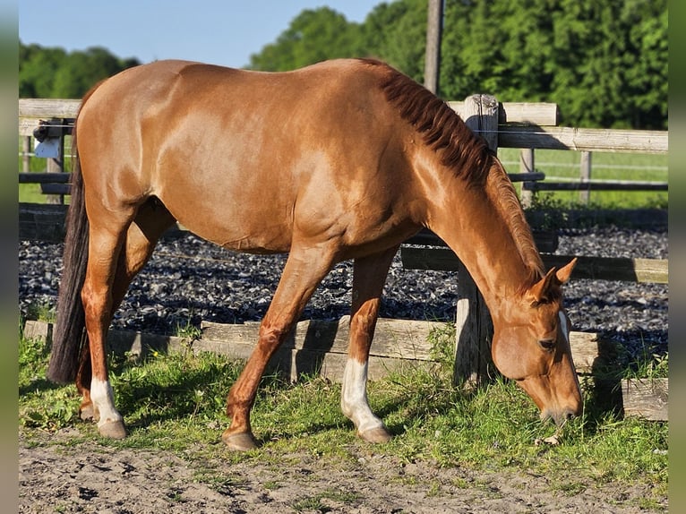 Oldenburger Stute 14 Jahre 162 cm Fuchs in Horstmar