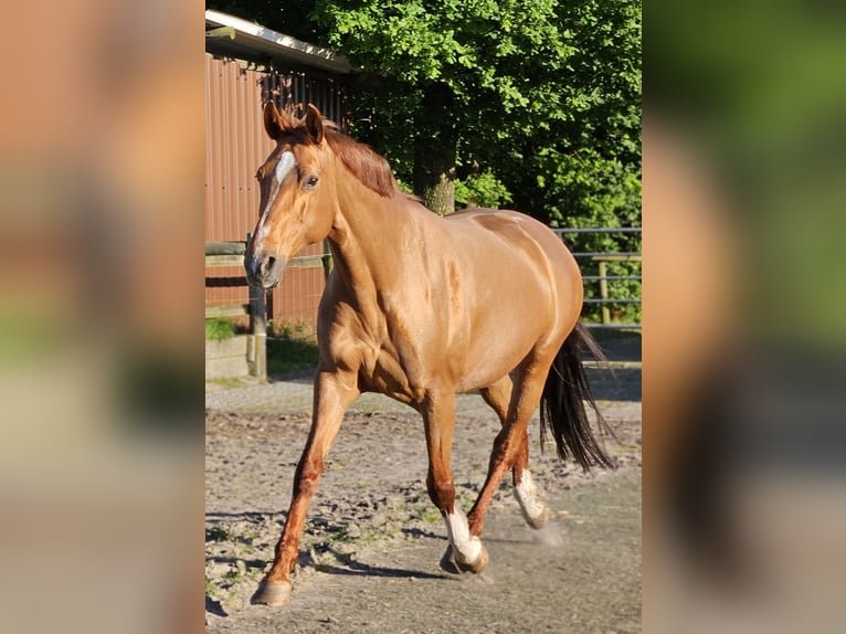 Oldenburger Stute 14 Jahre 162 cm Fuchs in Horstmar