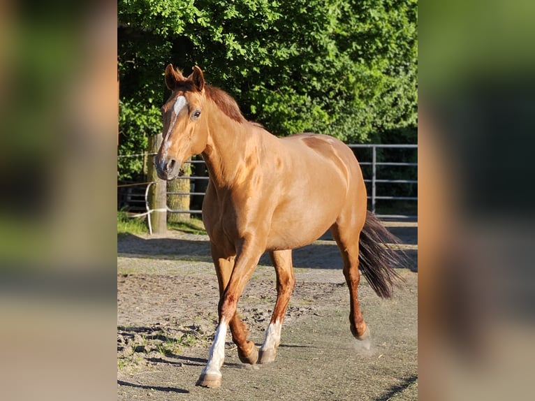 Oldenburger Stute 14 Jahre 162 cm Fuchs in Horstmar