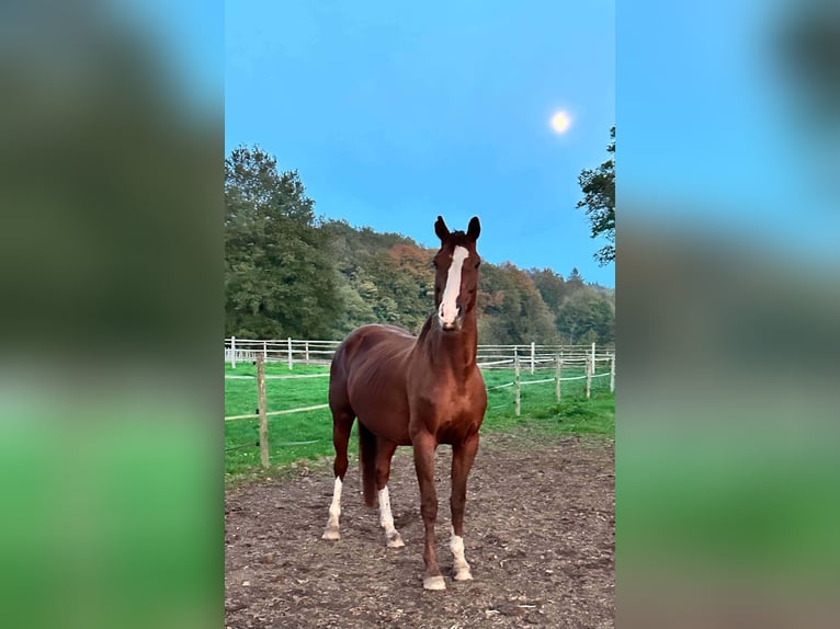 Oldenburger Stute 14 Jahre 163 cm Dunkelfuchs in Champsac