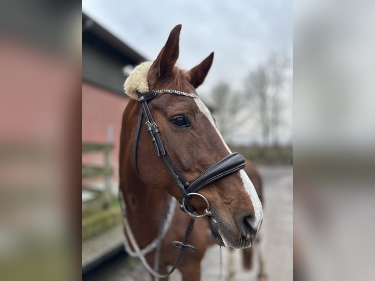 Oldenburger Stute 14 Jahre 163 cm Fuchs in Senden