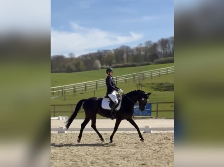 Oldenburger Stute 14 Jahre 163 cm Rappe in Perl
