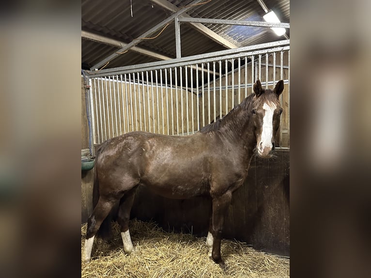 Oldenburger Stute 14 Jahre 164 cm Fuchs in Champsac