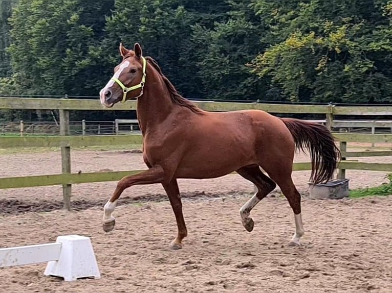 Oldenburger Stute 14 Jahre 164 cm Fuchs in Champsac