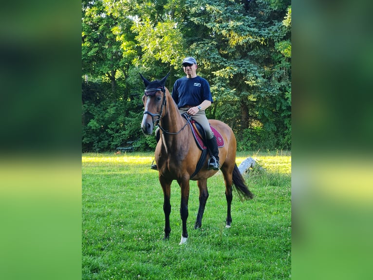 Oldenburger Stute 14 Jahre 165 cm Brauner in Bad Sachsa