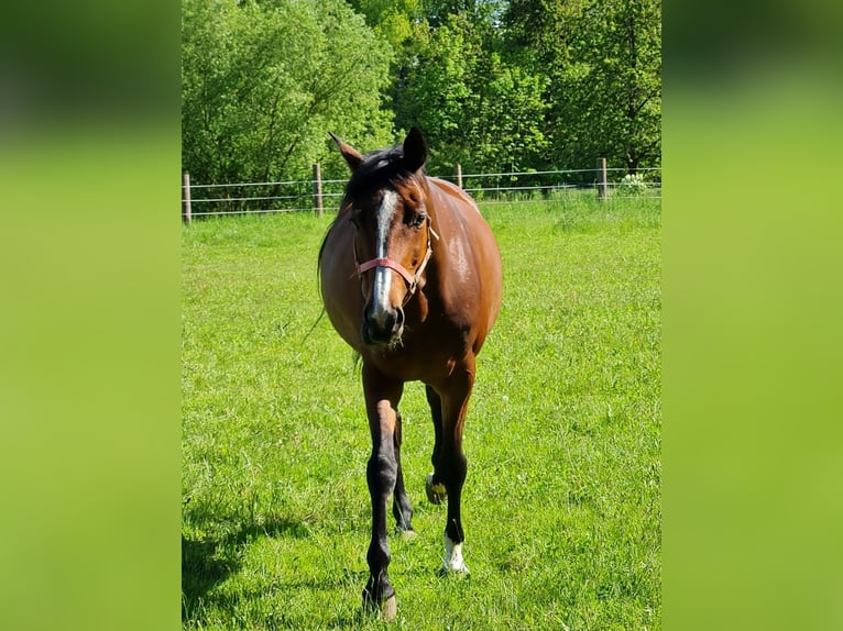 Oldenburger Stute 14 Jahre 165 cm Brauner in Kreiensen