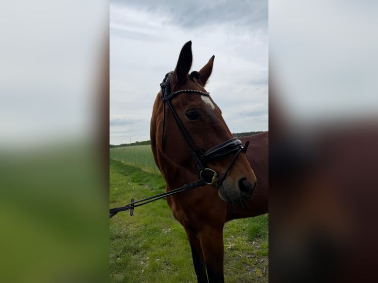 Oldenburger Stute 14 Jahre 166 cm Brauner in Herzebrock-Clarholz