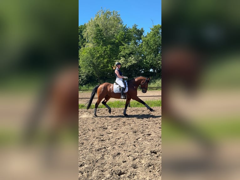 Oldenburger Stute 14 Jahre 166 cm Brauner in Herzebrock-Clarholz
