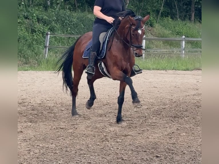 Oldenburger Stute 14 Jahre 166 cm Brauner in Herzebrock-Clarholz