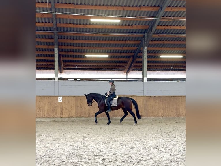 Oldenburger Stute 14 Jahre 167 cm Dunkelbrauner in Lengerich