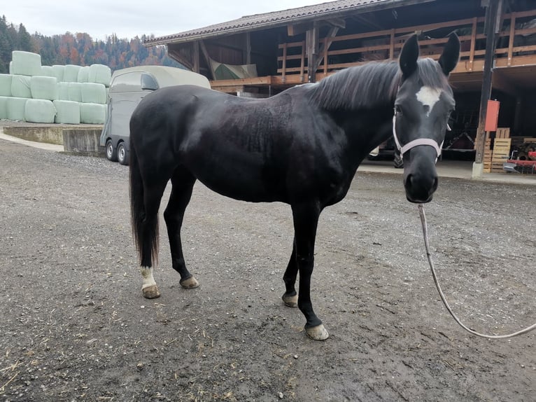 Oldenburger Stute 14 Jahre 168 cm Schwarzbrauner in Menznau