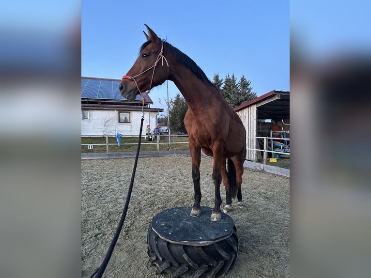 Oldenburger Stute 14 Jahre 169 cm Brauner in Dettighofen