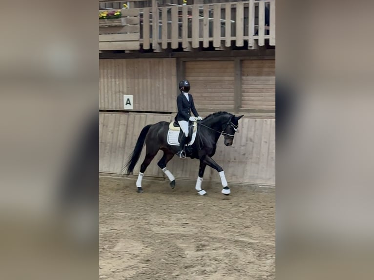 Oldenburger Stute 14 Jahre 169 cm Dunkelbrauner in Sch&#xF6;mberg