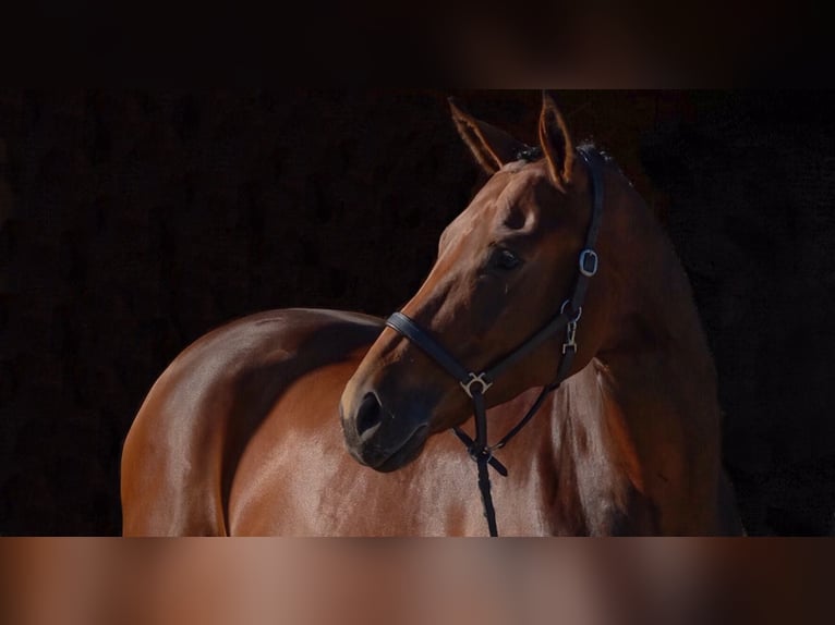 Oldenburger Stute 14 Jahre 170 cm Brauner in Mücke/Höckersdorf