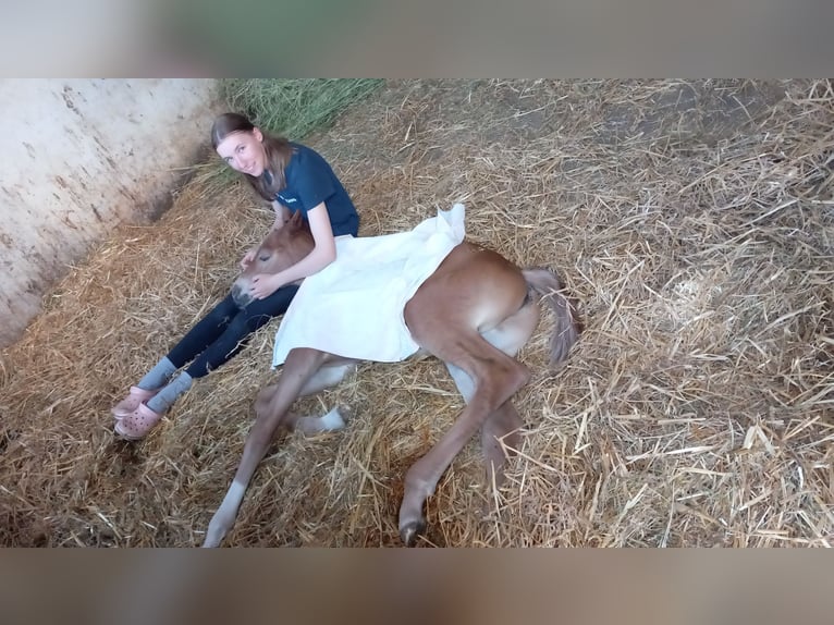 Oldenburger Stute 14 Jahre 170 cm Dunkelfuchs in Minden