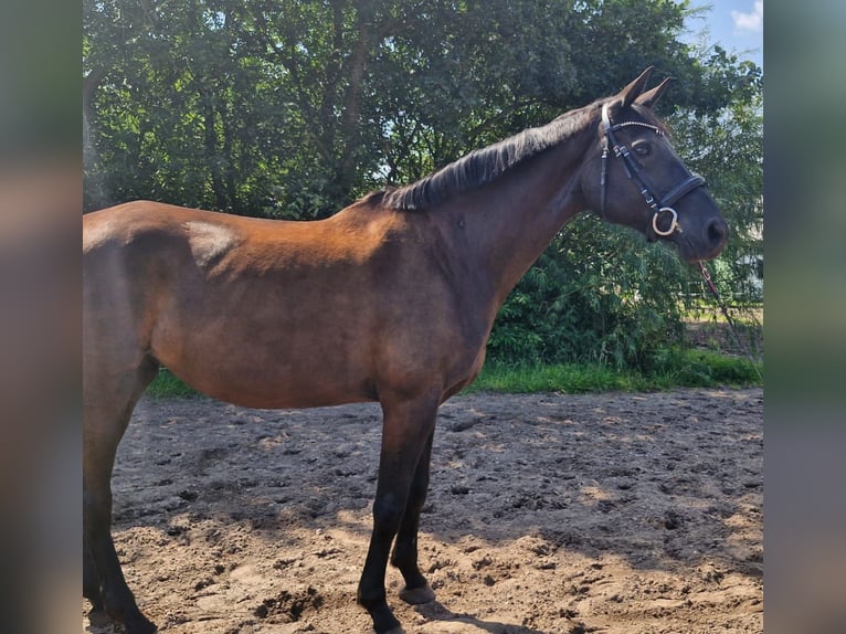 Oldenburger Stute 14 Jahre 170 cm Rappe in Wahlstedt