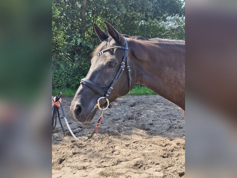 Oldenburger Stute 14 Jahre 170 cm Rappe in Wahlstedt