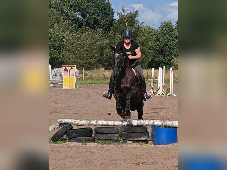 Oldenburger Stute 14 Jahre 170 cm Rappe in Wahlstedt
