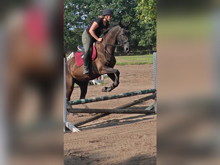 Oldenburger Stute 14 Jahre 170 cm Rappe in Wahlstedt