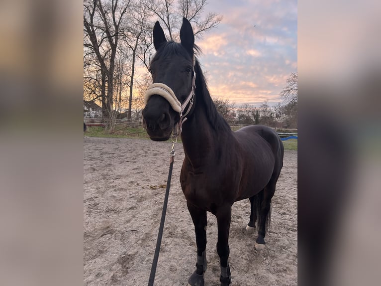 Oldenburger Stute 14 Jahre 170 cm Schwarzbrauner in Altrip
