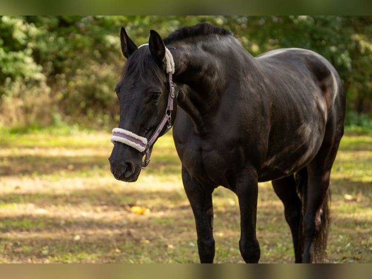Oldenburger Stute 14 Jahre 170 cm Schwarzbrauner in Altrip
