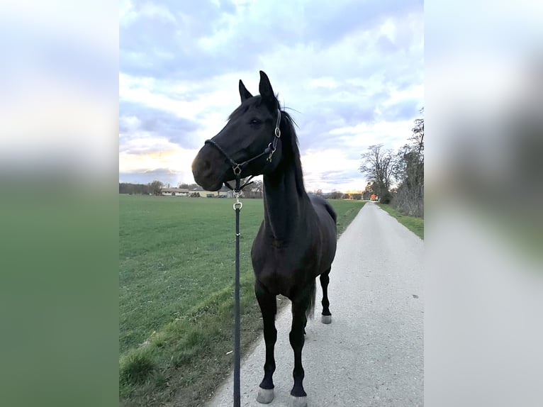 Oldenburger Stute 14 Jahre 170 cm Schwarzbrauner in Altrip
