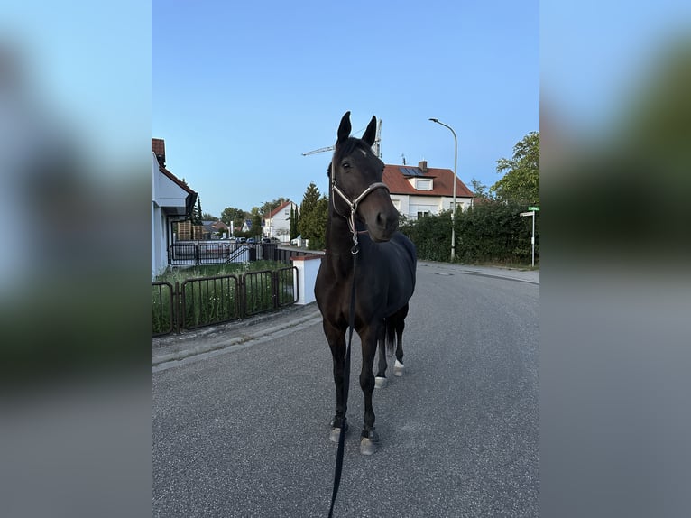 Oldenburger Stute 14 Jahre 170 cm Schwarzbrauner in Altrip