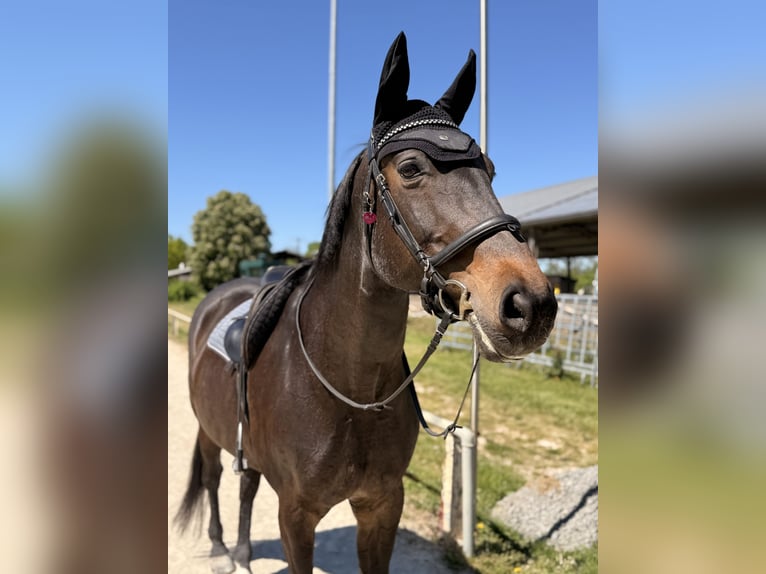 Oldenburger Stute 14 Jahre 170 cm Schwarzbrauner in Altrip