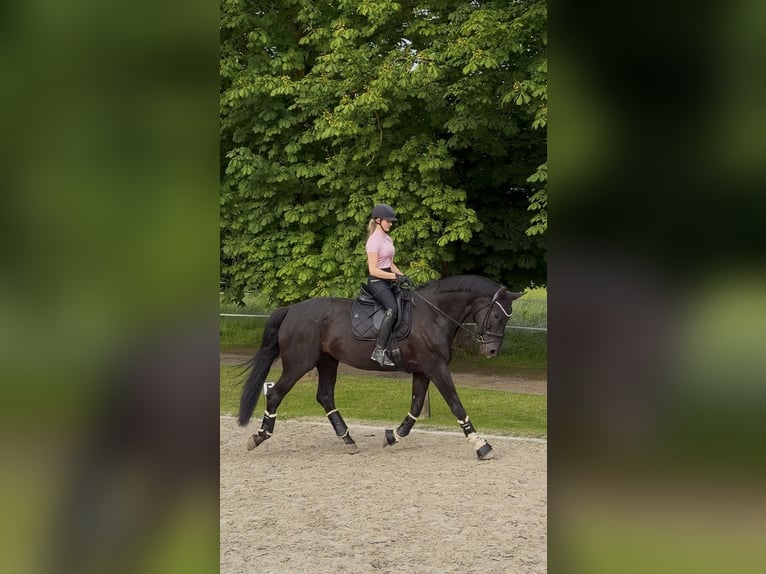 Oldenburger Stute 14 Jahre 178 cm Rappe in Kalletal